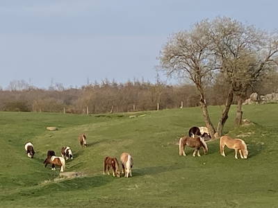 Bild 33 aus  Ferienhof Messer  Bauernhofurlaub  Ostseenähe  Ponys