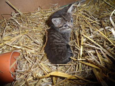 Bild 12 aus  NEUDEICHER HOF - Oldewurtel