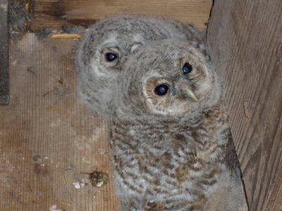 Bild 22 aus  Wellness-Bauernhof Eulersbacher Hof