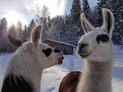Bild 10 aus  Feriendorf  & Lama-Ranch