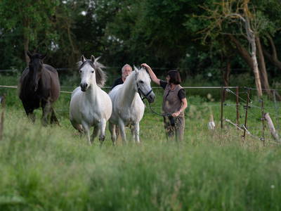 Bild 8 aus  Reiterhof Losse
