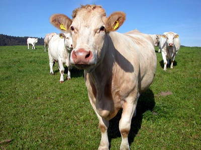 Bild 6 aus  Hof Dödesberg