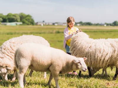 Bild 15 aus  Ferienhof Groth/ Hof Herzleuchten