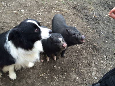 Bild 44 aus  Ferienbauernhof Voß