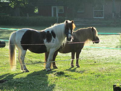 Bild 11 aus  Ferienhof Struve