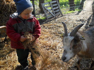 Bild 19 aus  Hof  Schmörholm Urlaubs- und Früchtehof