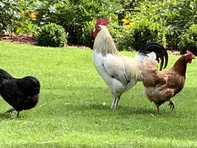 Bild 20 aus  Bauerncafé Sprengel