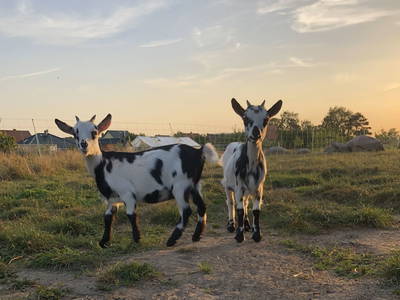 Bild 3 aus  Braunsberger Höfe