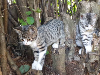 Bild 13 aus  Mojer Hof