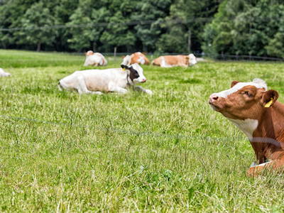 Bild 26 aus  Sotterhof