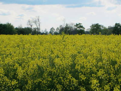 Bild 14 aus  Ferienwohnung Osteblick auf Hof Mühlenwisch