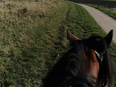 Bild 18 aus  Ferienhof  Nina Weilandt