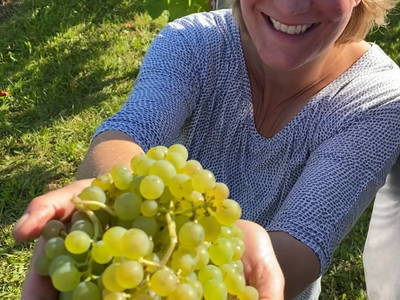 Unsere weißen Trauben