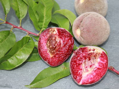 Spezialität - der rote Weinbergspfirsich