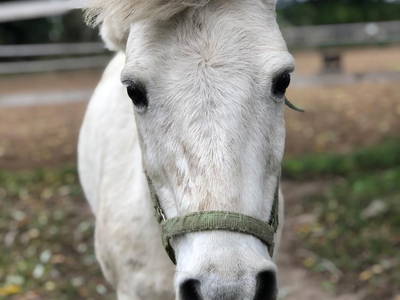 Bild 48 aus  Ferienhof Rauert