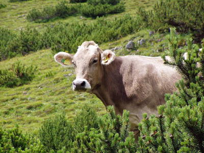 Bild 13 aus  Bruggerhof