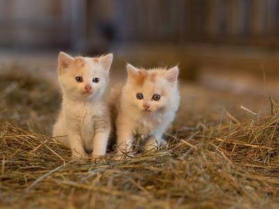 Bild 22 aus  Ferienwohnung Donebauer