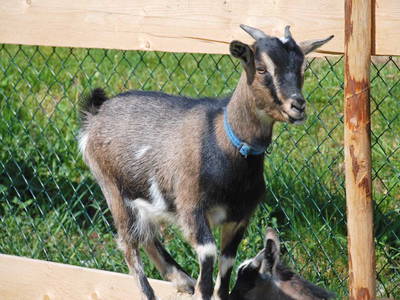 Bild 6 aus  Gmeinder's Landhaus