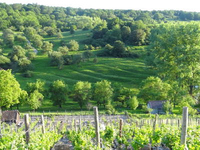 Blick vom Ickelheimer Weinberg