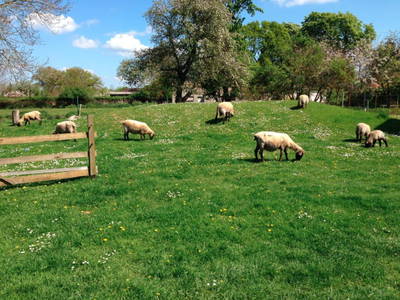 Bild 9 aus  Ferienhaus  Mecklenburg