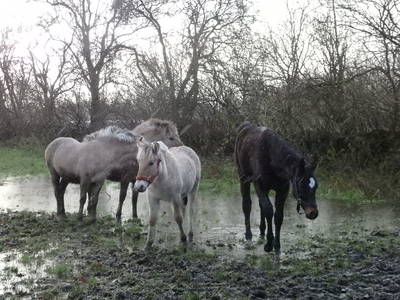 Bild 23 aus  Fjordgestüt Süderstapel GbR