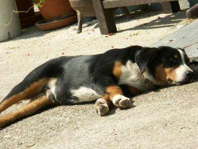 Bild 13 aus  Martiburhof - Ferien auf dem Bauernhof
