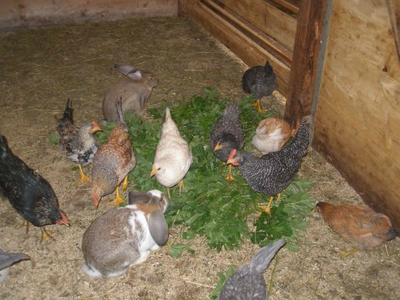 Bild 7 aus  Oberleitenhof