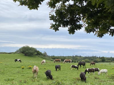 Bild 17 aus  Ferienhof Messer  Bauernhofurlaub  Ostseenähe  Ponys
