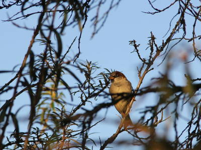 Bild 19 aus  Rumlerhof