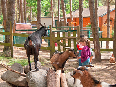 Bild 13 aus  Inselcamp Rügen