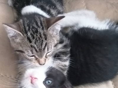 Bild 25 aus  Landhaus Ibs, direkt an der Nordsee