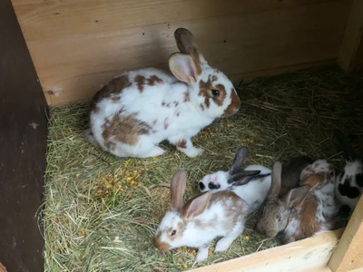 Bild 8 aus  Rouvenhof