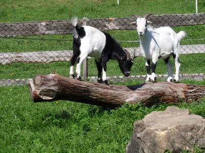 Bild 13 aus  Unterfürberg-Hof