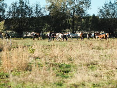 Bild 12 aus  Reiter- und Erlebnisbauernhof Groß Briesen