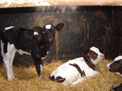 Bild 16 aus  Hof Meyenburg