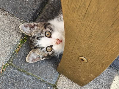 Bild 23 aus  Ferienhof Wegmann