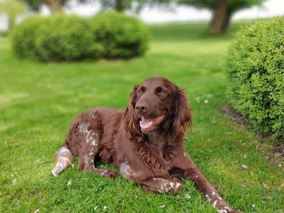 Bild 21 aus  Bioland - Bauernhof Andreßen