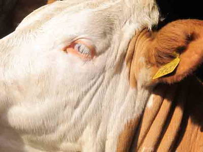 Bild 22 aus  Zacherlhof