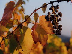 Bild 5 aus  Landgut  Scheuelberghof