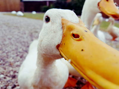 Bild 5 aus  Ferienhof   Witte Haubarg                -  2025 Beliebtester Ferienhof für Familienurlaub