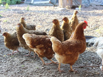 Die Hühner haben ihren Hagen dem Shettystall.