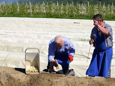 Spargelwanderung im Frühling mit Hausherr Hansjörg