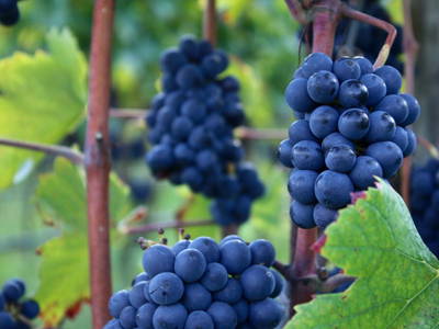 Bild 37 aus  Schloss Englar ****