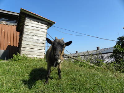 Bild 30 aus  Ferienhof Pulte