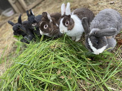 Bild 10 aus  Hanauerhof