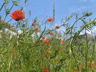 Bild 17 aus  Hanauerhof