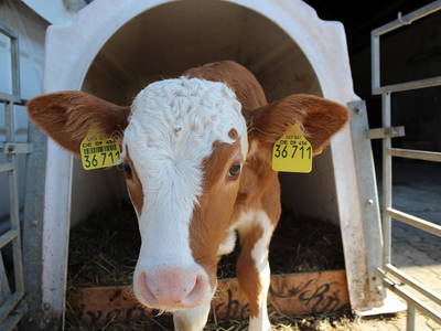 Bild 7 aus  "Schneiderhof"