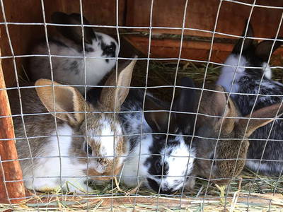 Bild 19 aus  Bauniglerhof