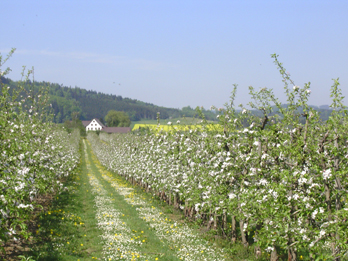 Bild 3 aus  Unterfrickhof