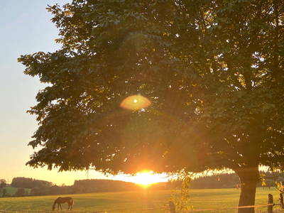 Bild 20 aus  Reit-, Pensions- und Ferienhof Zehendner